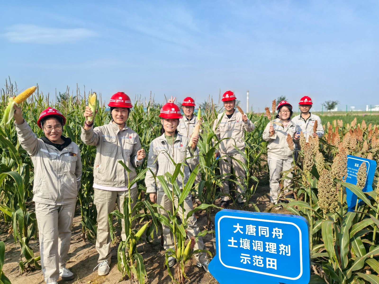 我们的示范田丰收啦  (1).jpg