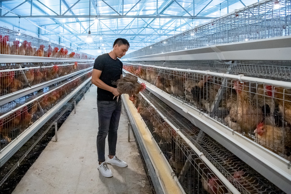 1678857344652066255.jpg 规模化的七百弄鸡种鸡房--黄嘉标摄.jpg