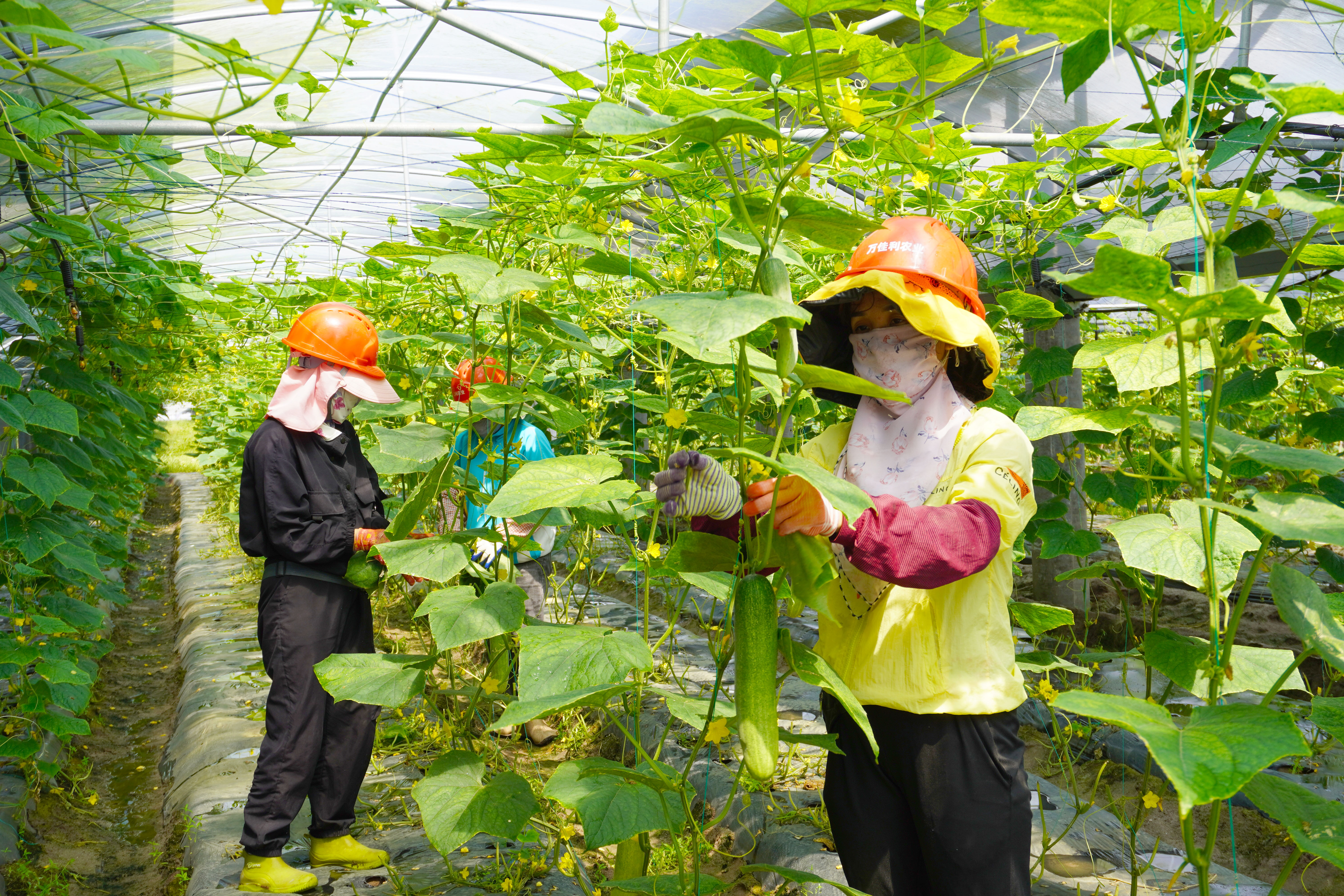 1723015017099085199.jpg 球王会万宁和山“农光互补”光伏.jpg